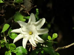 Image result for Gardenia volkensii