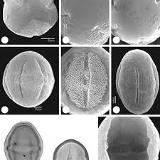 Image result for Fadogia schmitzii