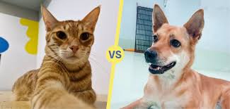 Bildresultat för cat and dog