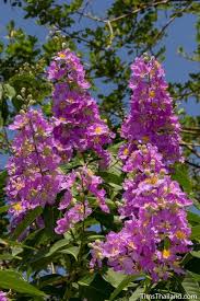 Sometimes in english and other languages, there is more than one common name for a species. Names Of Pink Trees Novocom Top