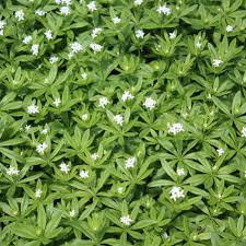 Image result for Galium