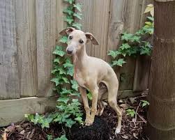 Through the dog's lifetime, the average cost of owning an italian greyhound is $17,300. Italian Greyhound Puppy Dog Sitting On A Treestump 10127832