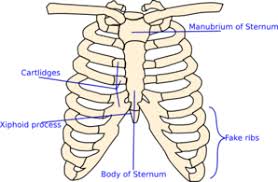 Rib cage anatomy, labeled vector illustration diagram. Labelled Rib Cage Clip Art At Clker Com Vector Clip Art Online Royalty Free Public Domain