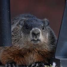 Maybe you would like to learn more about one of these? How To Handle Woodchucks In Your Garden Wgme
