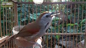 Maybe you would like to learn more about one of these? Panggilan Tepus Piper Mp3 Storymusik