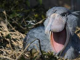 Patricia castillo leaked of patricia castillo 93 leaked All