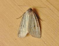 Image result for Photedes minima