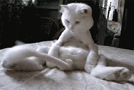 A lawyer showed up to virtual court in the 394th district of texas with a kitten filter turned on, the cat moving its lips and eyes, as rod ponton said he and his assistant were attempting to. Just Killin Time Funny Cat Gifs Popsugar Tech Photo 6