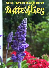 Butterflies are attracted to many different flowers. Butterfly Garden For Raising Eco Friendly Kids