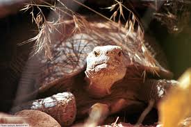 From the tip of baja to southern california, and the desert areas of nevada and arizona. Mojave Desert Tortoise Facts Pictures Video In Depth Information