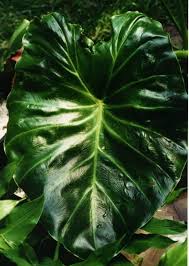 Image result for Remusatia