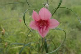 Image result for Sesamum alatum