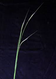 Image result for Heteropogon contortus