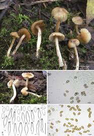 Image result for Inocybe sp.