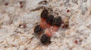 On the exterior, you may find thousands of tiny red bugs in large numbers on siding, brick walls, under loose bark of trees, foundation walls, around window frames and other outside surfaces. Red Bugs On Concrete A Complete Guide To Clover Mites