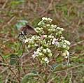 Image result for Clerodendrum tricholobum