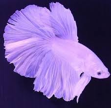 Betta Breeders White Halfmoon Pair Male And Female Live Fish Betta Aquarium Betta Fish Care Betta Fish