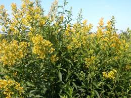 Image result for Cestrum parqui