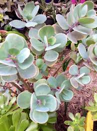 Image result for Kalanchoe glaucescens