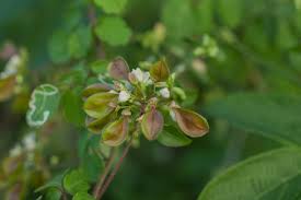 Image result for Cardiospermum corindum