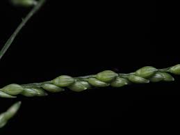 Image result for Urochloa reptans