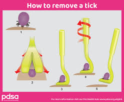 Image result for Tick Removal
