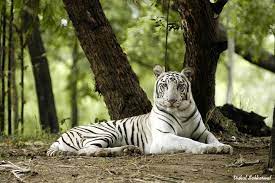 Visit the white tiger qigong blog and read our latest update about medical qigong courses, qigong teacher certification, qigong online training and more. White Tiger Animal Blog