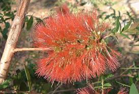 Image result for Melaleuca hypericifolia