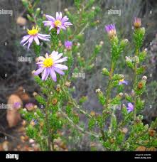Image result for Felicia filifolia