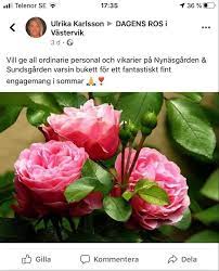 They are mainly seen as potted flowers or in soil these blooms are perfect for those looking for something more distinctive due to the fact that blue and purple are not very popular colours to find in. Nynasgarden Facebook