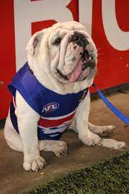 Western bulldogs heavy duty work socks 2 pack. File Western Bulldogs Real Life Mascot Jpg Wikipedia