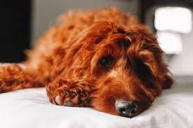Xd another doodle by moi! Irish Setter Poodle Mix For Sale