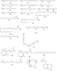 Image result for Landolphia landolphioides
