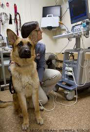 For a comprehensive list of all shelters and rescues, including organizations that specifically focus on a german shepherd dog, try our search page. Arctic German Shepherd Rescue