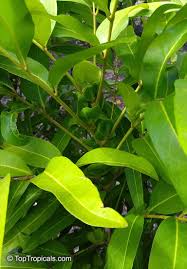 Image result for Lepisanthes