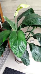 Image result for Spathiphyllum