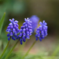 Alberi in fiore viola non sono comuni come quelli con colori come il bianco o giallo. Giacinto A Grappolo Il Fiore Non Puo Essere Paragonato Ad Flickr