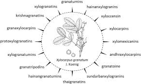 Image result for Xylocarpus