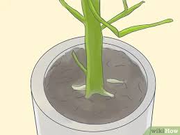 In this article, you will learn all the tricks you need to know, which will for spiny cacti, it is recommended to use tongs when handling them. How To Grow A Pencil Tree Euphorbia Tirucalli 11 Steps