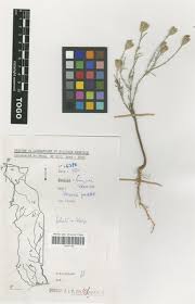 Image result for Vernonia perrottetii