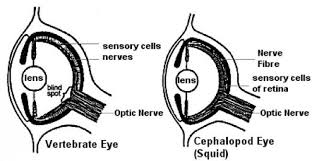 Parallel Evolution Produced Very Similar Eyes In Vertebrates And Cephalopods Squid And Octopus Bionic Eye Eyes Nerve Fiber