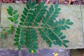 Image result for Adenanthera