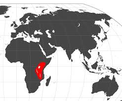 Image result for Epipactis africana