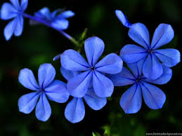 Chrysanthemum flowers on blue background. Blue Purple Flowers Ipad Air Wallpapers Download Desktop Background