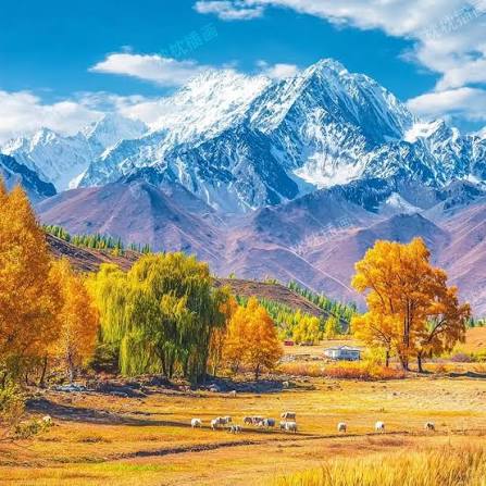 Xinjiang in autumn is like a painting!The vibrant colors of the forests in  Altay are breathtaking.