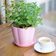 This plant can be grown in either soil, or in straight water. Growing Mint Indoors How To Care For It Balcony Garden Web