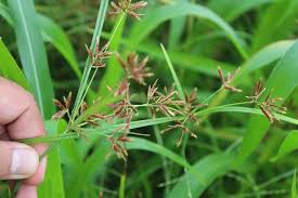 Image result for Cyperus renschii
