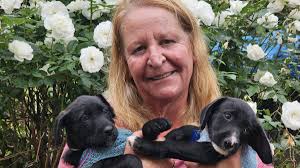 12 Kelpie-Cross Puppies Await Adoption at Guardian Angels
