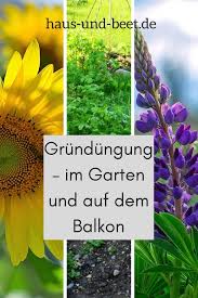 Grundungung Was Ist Das Was Soll Das Haus Und Beet Dunger Fur Tomaten Blaue Lupine Eingezaunter Gemusegarten