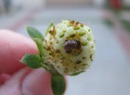 Garden safe slug & snail bait or sluggo plus are good measures for reducing numbers. A Curious Garden Pill Bugs Solana Center For Environmental Innovation Fresh Perspectives